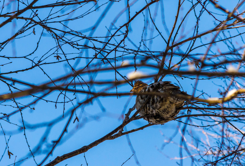 ORNITHOLOGIE EAST HEREFORD