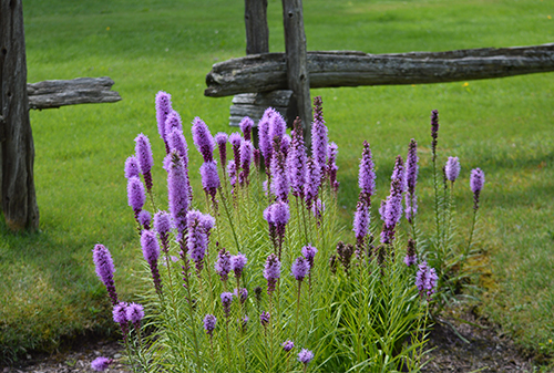 Jardin fleuri